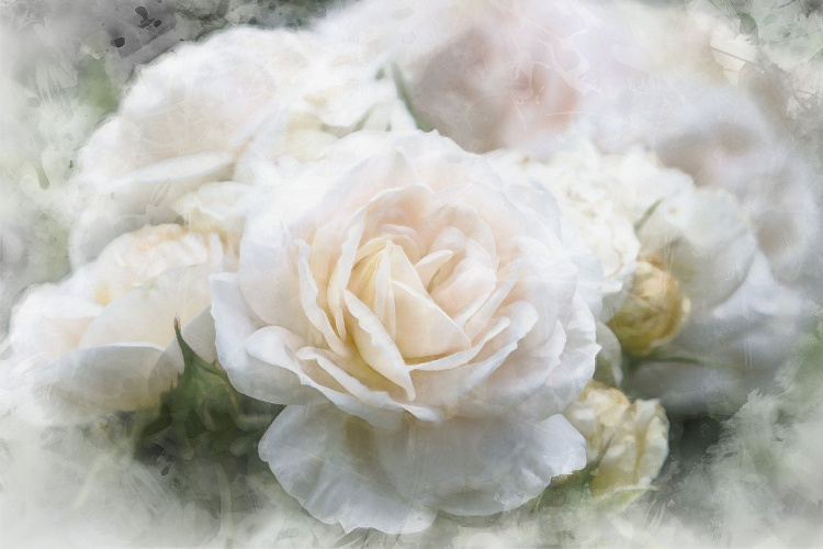 flowers-cream-roses-3x2 https://vibrationsofthesoul.com/wp-content/uploads/2026/06/flowers-cream-roses-3x2-1.jpg